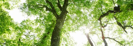 Baumkronen eines Buchenwaldes mit dahinterstehender Sonne