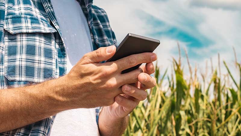 Eine Hand hält ein Handy, im Hintergrund ein Maisfeld