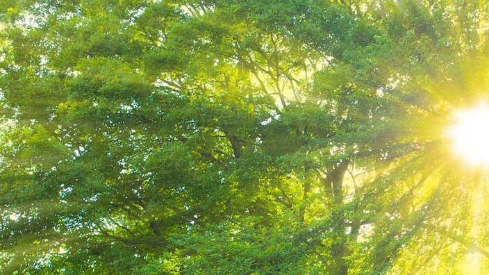 Ein grüner, sonnendurchfluteter Wald