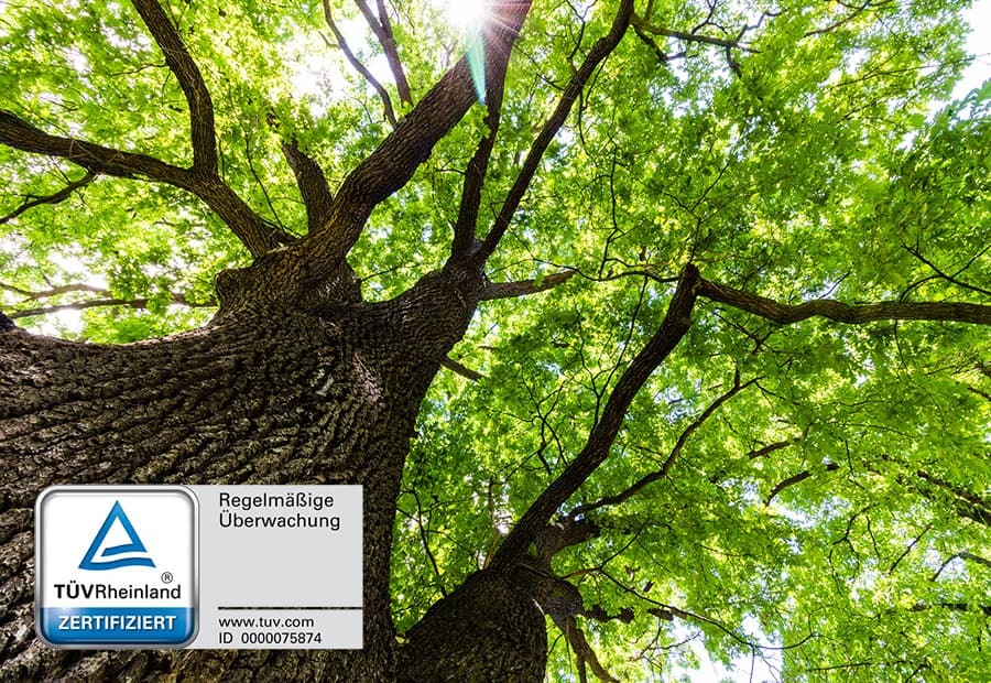 Eine große Eiche von unten fotografiert mit grünen Blättern, durch die die Sonne hindurchscheint; davor ein Logo vom TÜV Rheinland
