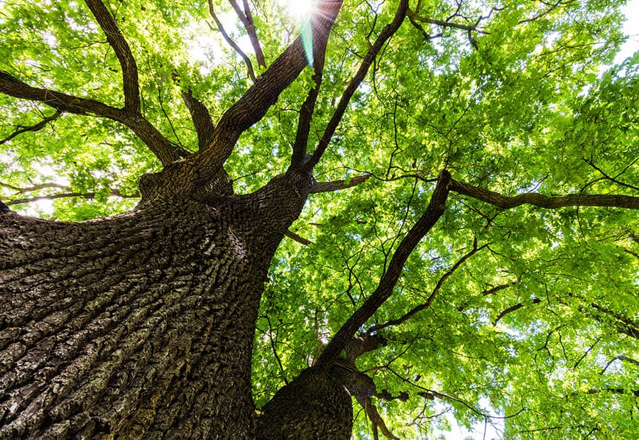Eine große Eiche von unten fotografiert mit grünen Blättern, durch die die Sonne hindurchscheint