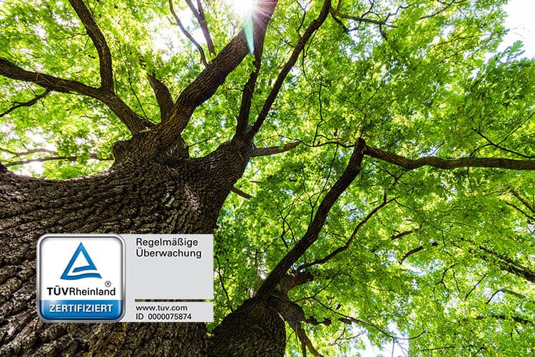 Eine große Eiche von unten fotografiert mit grünen Blättern, durch die die Sonne hindurchscheint; davor ein Logo vom TÜV Rheinland