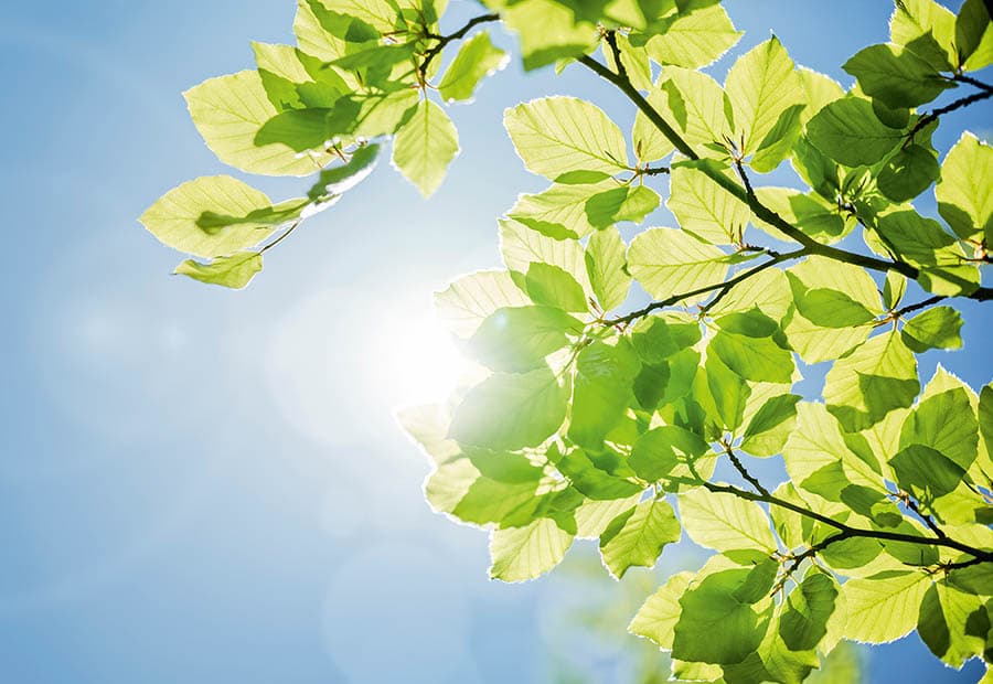 Grüne Blätter unter blauem Himmel