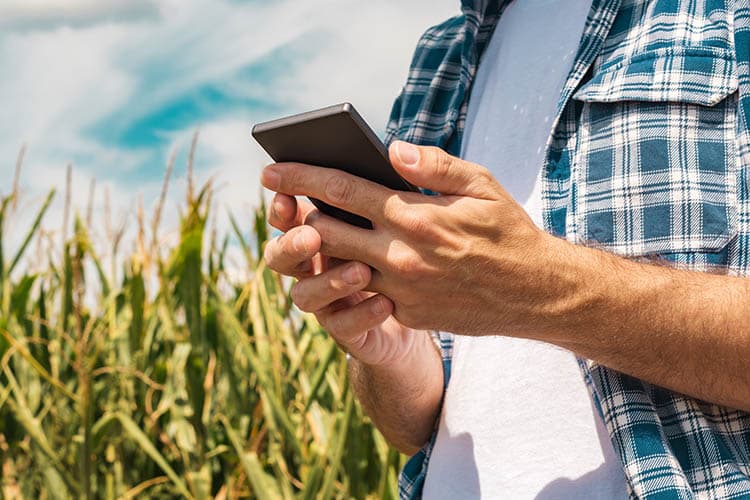 Ein angeschnittener Mann im Flanellhemd mit Handy in einem Maisfeld