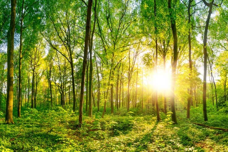 Ein sonnendurchfluteter, grüner Wald