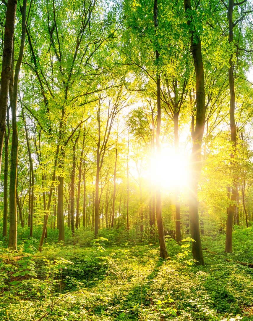 Ein sonnendurchfluteter, grüner Wald