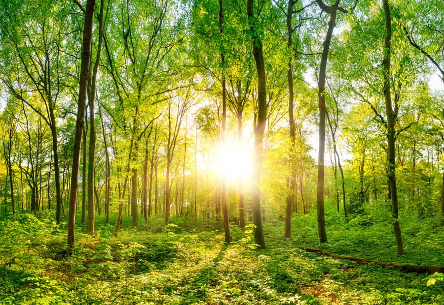 Ein sonnendurchfluteter, grüner Wald