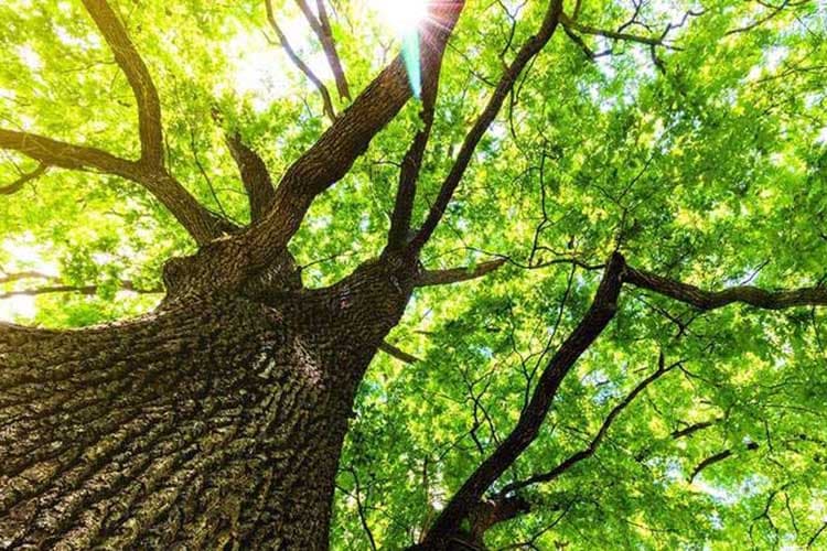 Grüne sonnendurchflutete Bäume