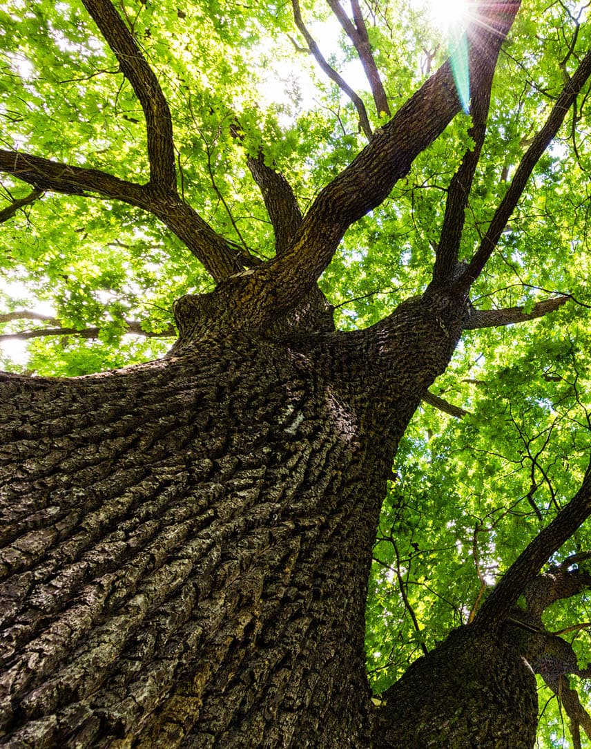 Eine große Eiche von unten fotografiert mit grünen Blättern, durch die die Sonne hindurchscheint