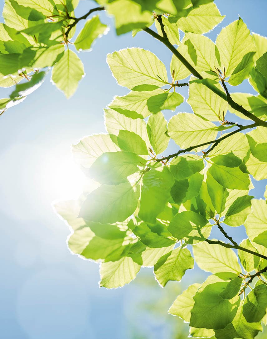 Grüne Blätter unter blauem Himmel