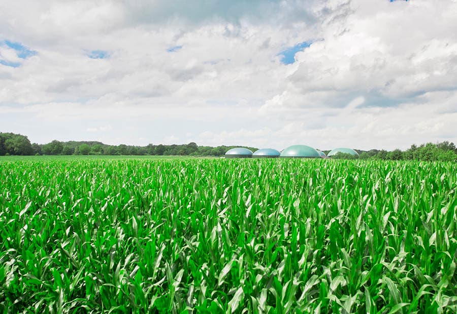 Ein grünes Maisfeld, im Hintergrund eine Biogasanlage