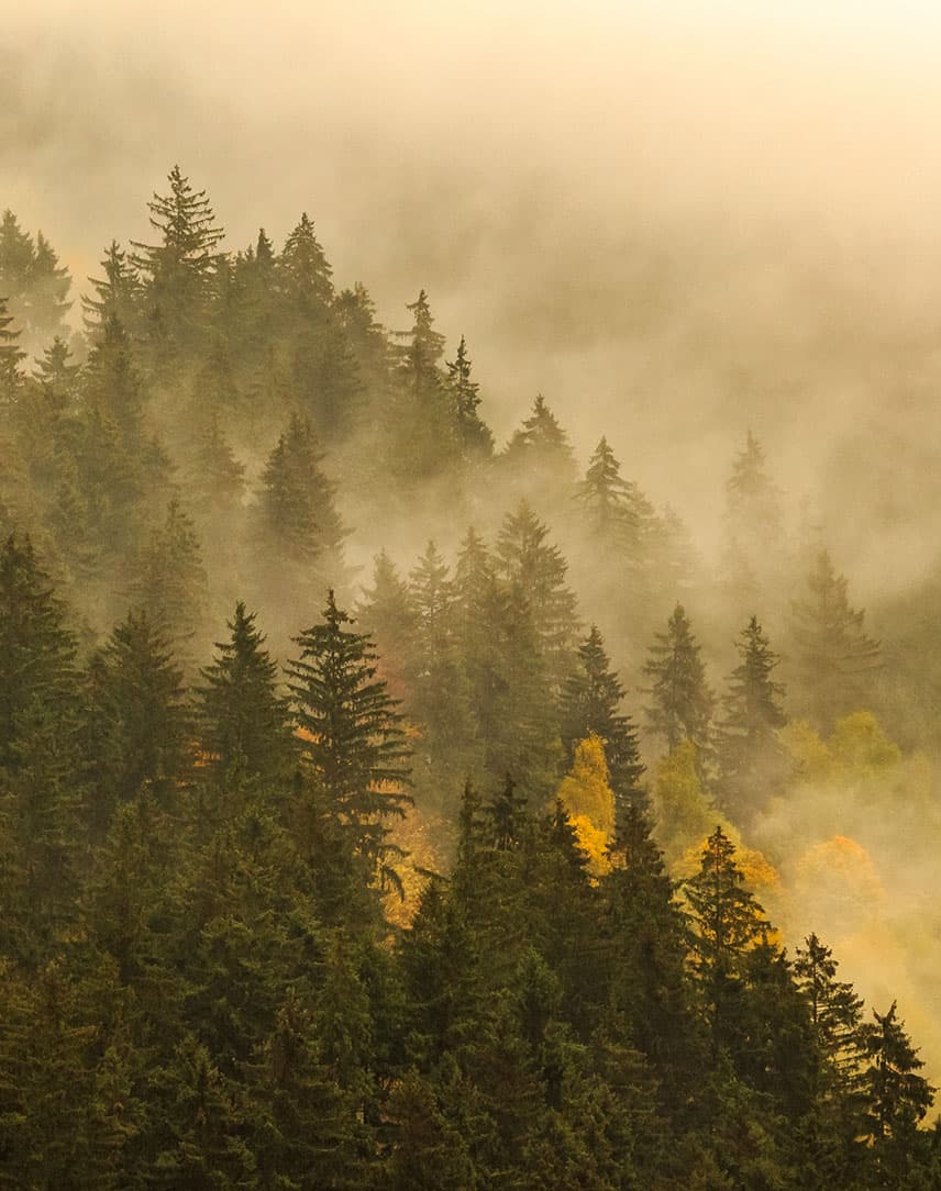 Ein grüner Wald von oben im Nebel