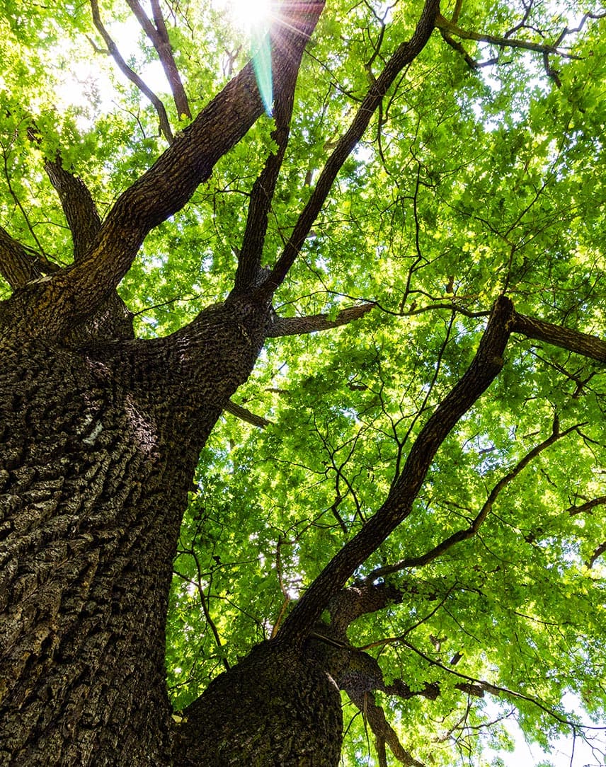Deutschland plant die Klimaneutralität