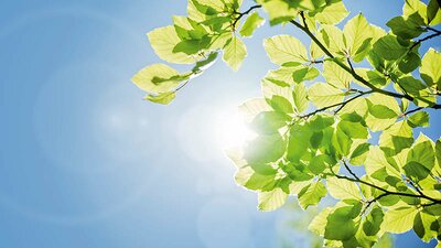 Grüne Blätter unter einem blauen Himmel
