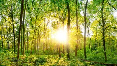 Ein grüner sonnendurchfluteter Wald