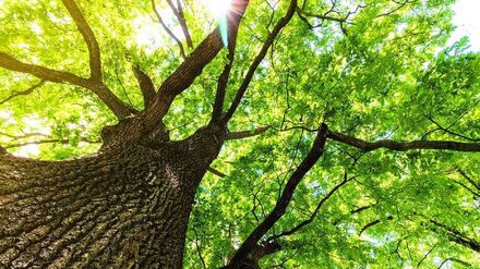 Grüne sonnendurchflutete Bäume