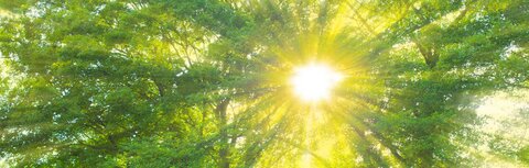 Kostenlose Webinare rund um grüne Energie mit EWE business Ein grüner sonnendurchfluteter Wald