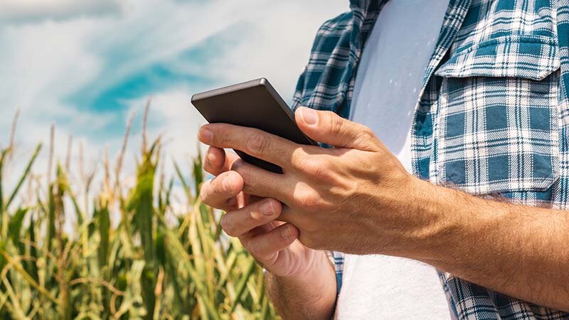 Ausschnitt eines Manns mit Flanellhemd, der ein Smartphone in der Hand hält und im Maisfeld steht