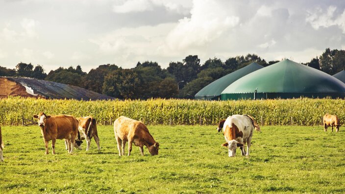 Kühe auf Weide vor einer Biogasanlage