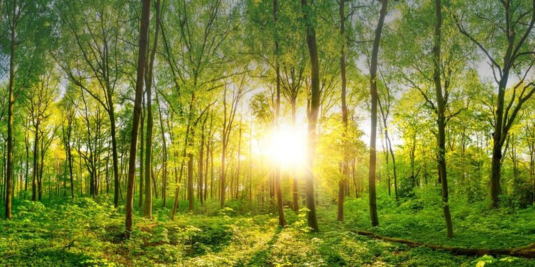 Ein Wald als Symbol für Klimaneutralität mit EWE