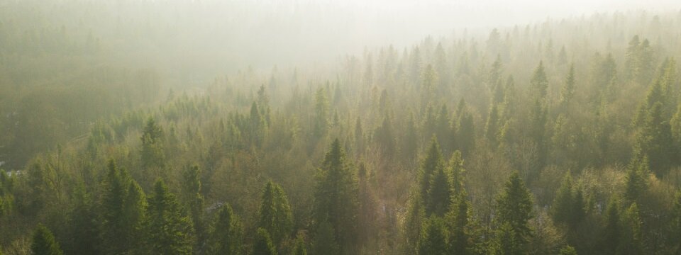 Ein grüner Wald von oben im Nebel
