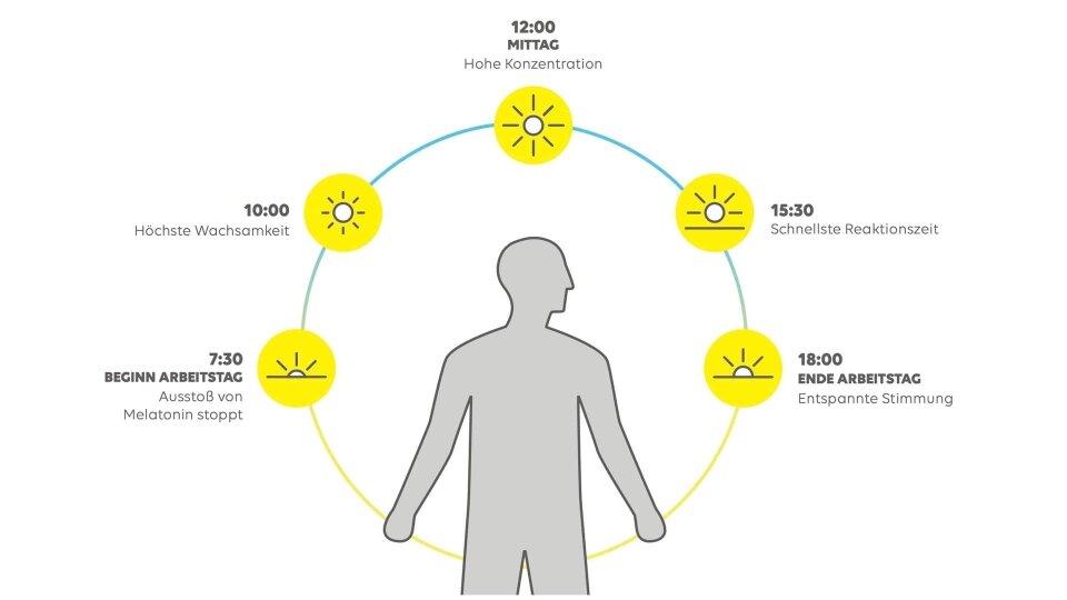 Grafik, die die verschiedenen Phasen des Biorhythmus am Tag beschreibt