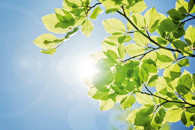 Grüne Blätter unter blauem Himmel