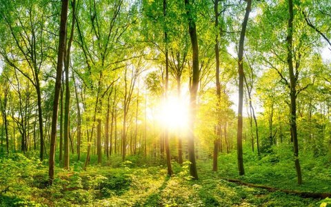 Grüne Energielösungen von EWE Ein grüner sonnendurchfluteter Wald